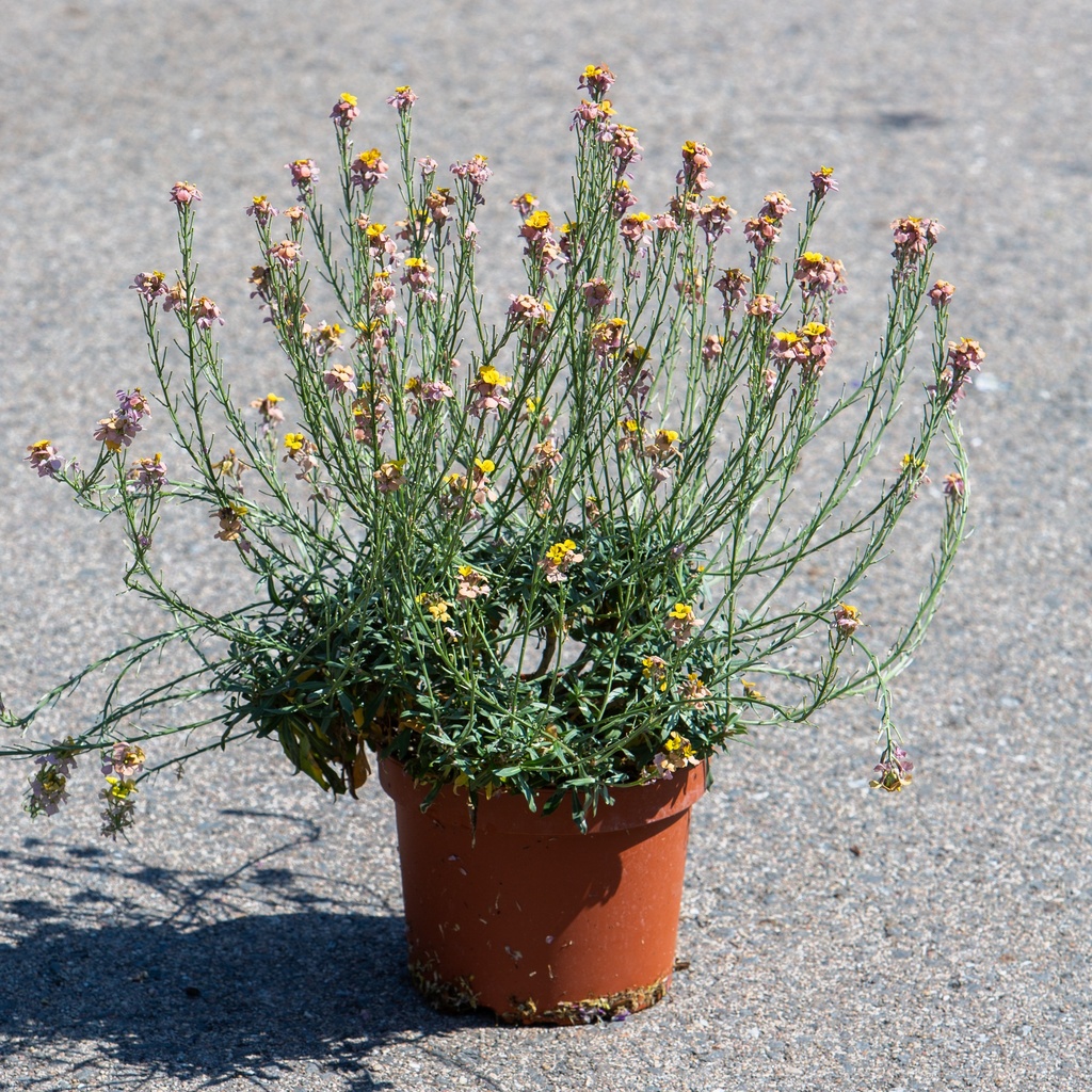Erysimum linifolium 'Super Bowl’
