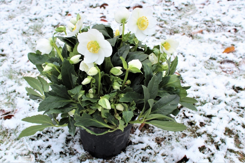 Helleborus niger
