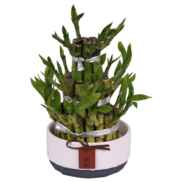 Lucky Bamboo