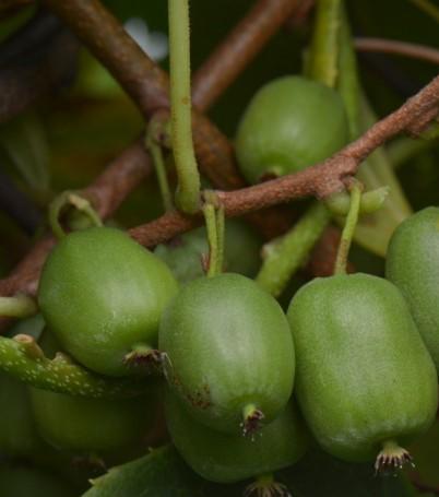 Actinidia arguta 'Vitikiwi'®