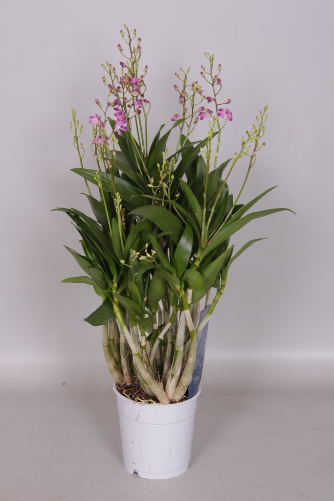 Dendrobium 'Berry'