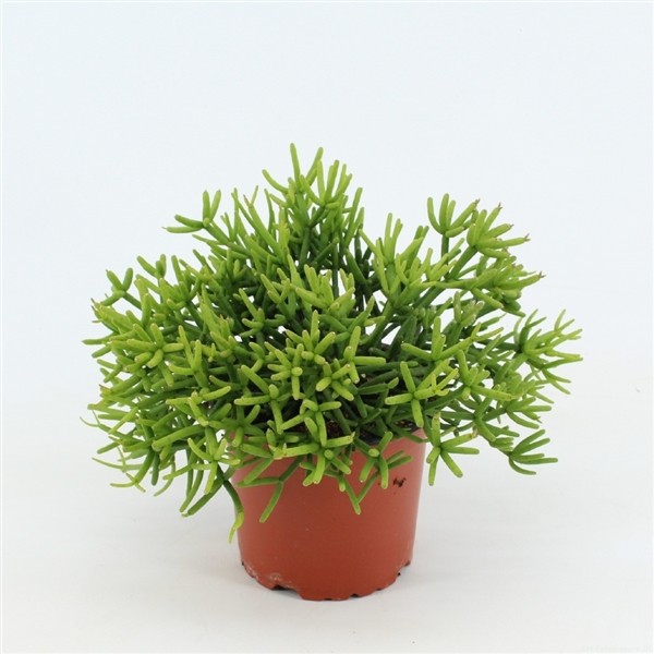 Rhipsalis heteroclada