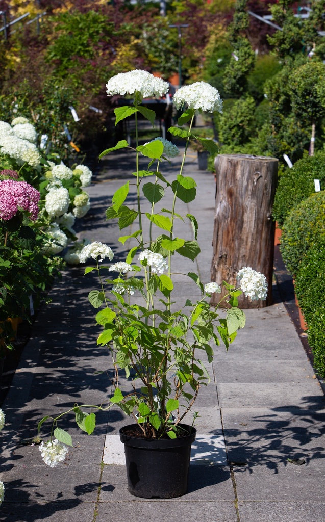 Hydrangea arborescens 'Strong Annabelle'