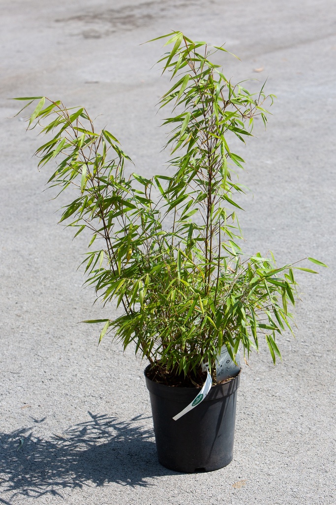 Fargesia scabrida 'Asian Wonder'