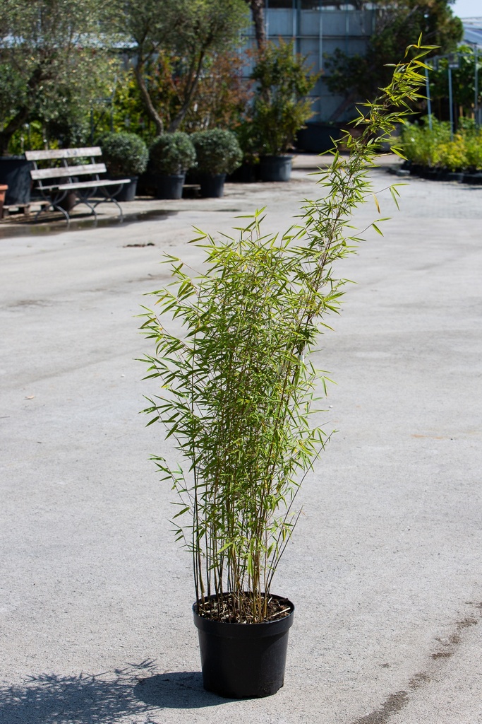 Fargesia 'Jiuzhaigou'