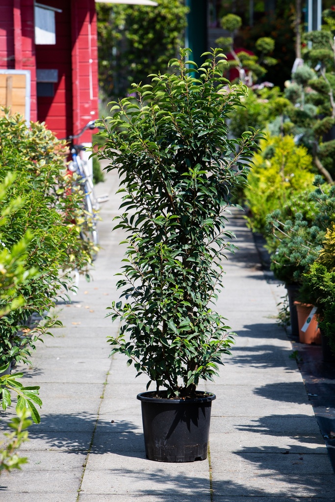 Prunus lusitanica 'Angustifolia'