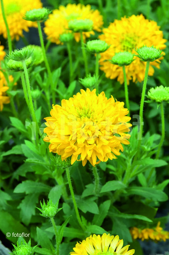 Gaillardia 'Galya Yellow'