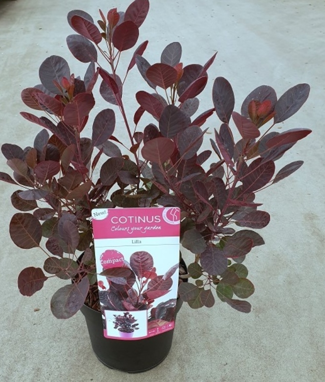 Cotinus coggygria 'Lilla'