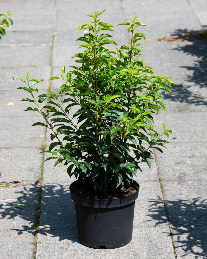 Prunus lusitanica 'Angustifolia'