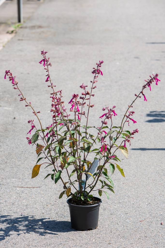 Salvia