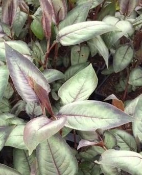 Persicaria microcephala 'Silver Dragon'