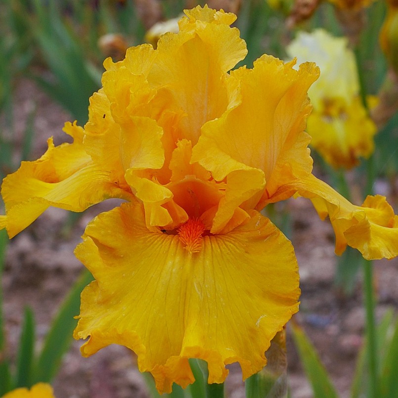 Iris germanica 'Air d'été'