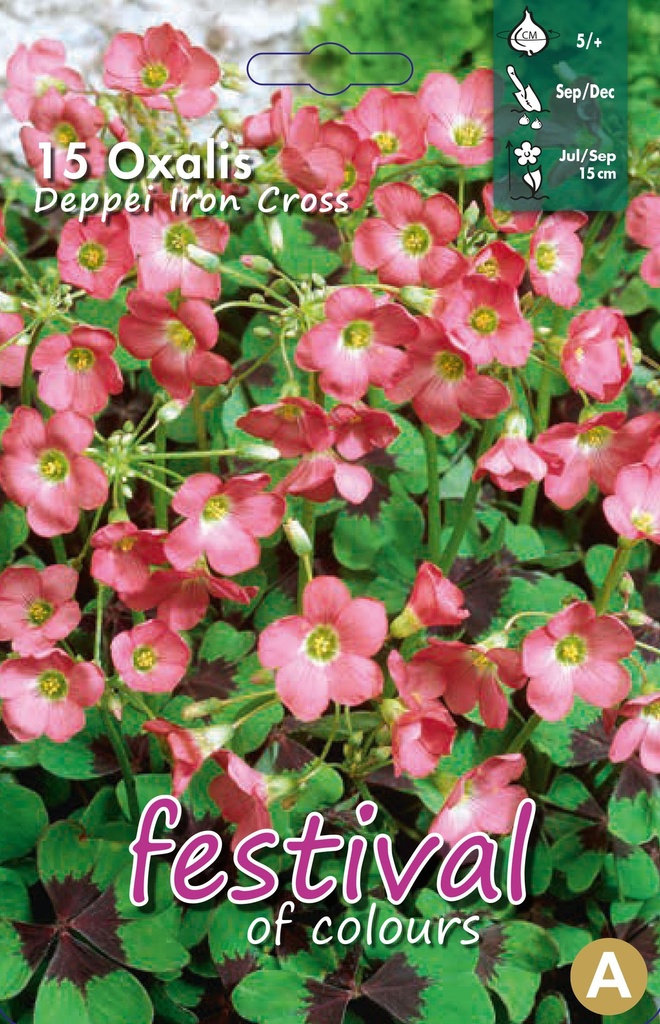 Oxalis deppei Iron gross
