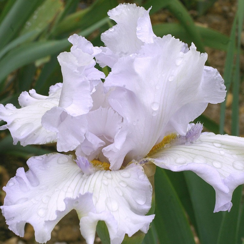 Iris germanica 'Sharper Image'