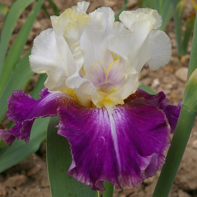 Iris germanica 'Calypso Beat'