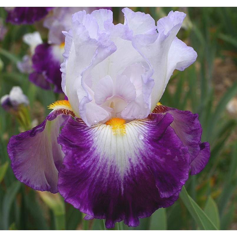 Iris germanica 'Charlie'