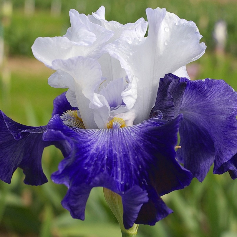 Iris germanica 'Ciel et Mer'