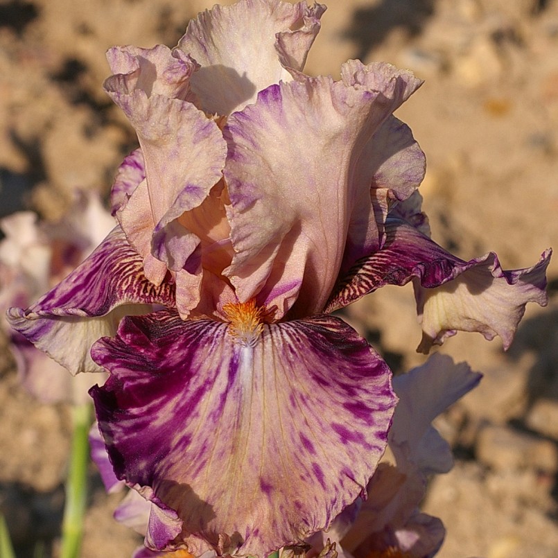 Iris germanica 'Brindled Beauty'