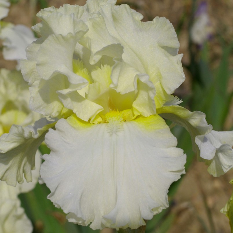Iris germanica 'Devonshire Cream'