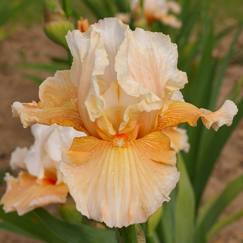 Iris germanica 'Douce Rêverie'