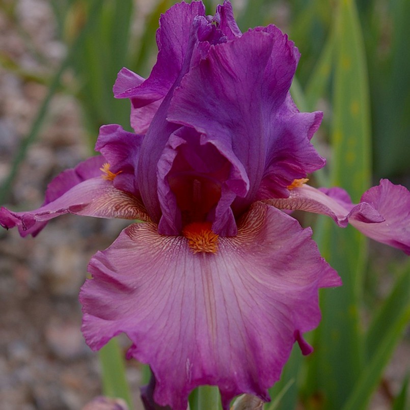 Iris germanica 'Dyonisos'