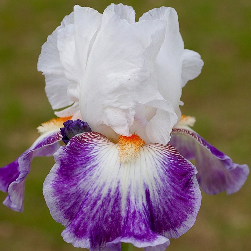 Iris germanica 'Farfelu'