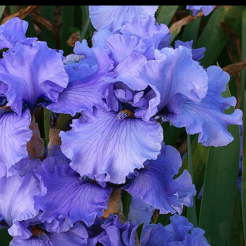 Iris germanica 'Friendly Seas'