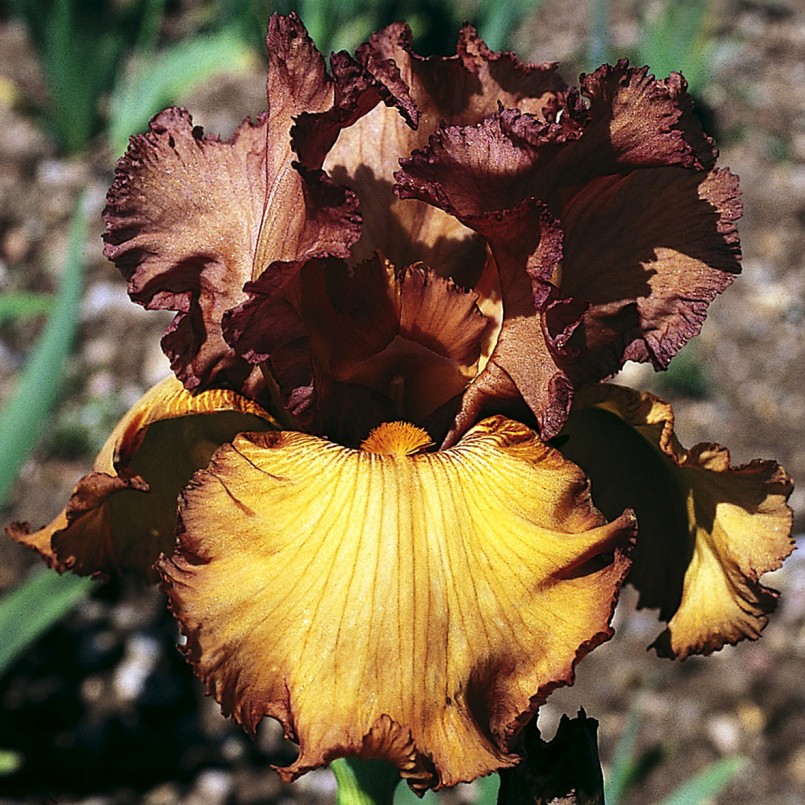 Iris germanica 'Harvest King'