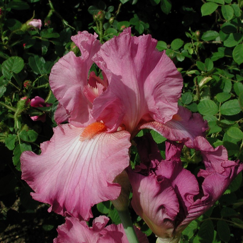 Iris germanica 'Hortensia Rose'