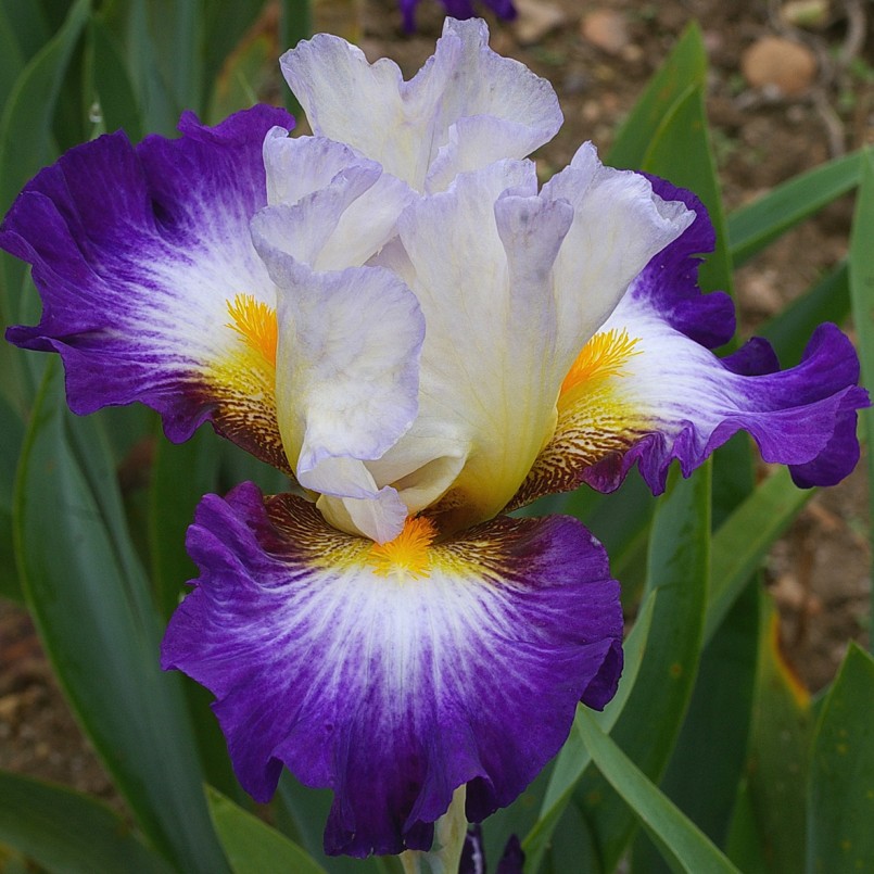 Iris germanica 'Irisades'