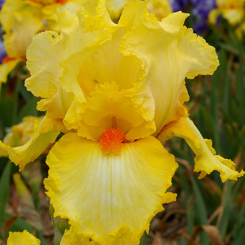 Iris germanica 'Martile Rowland'