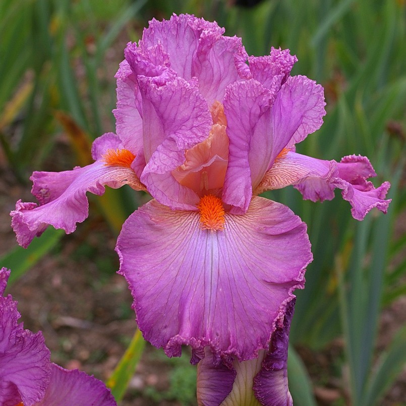 Iris germanica 'Nuit de Noces'
