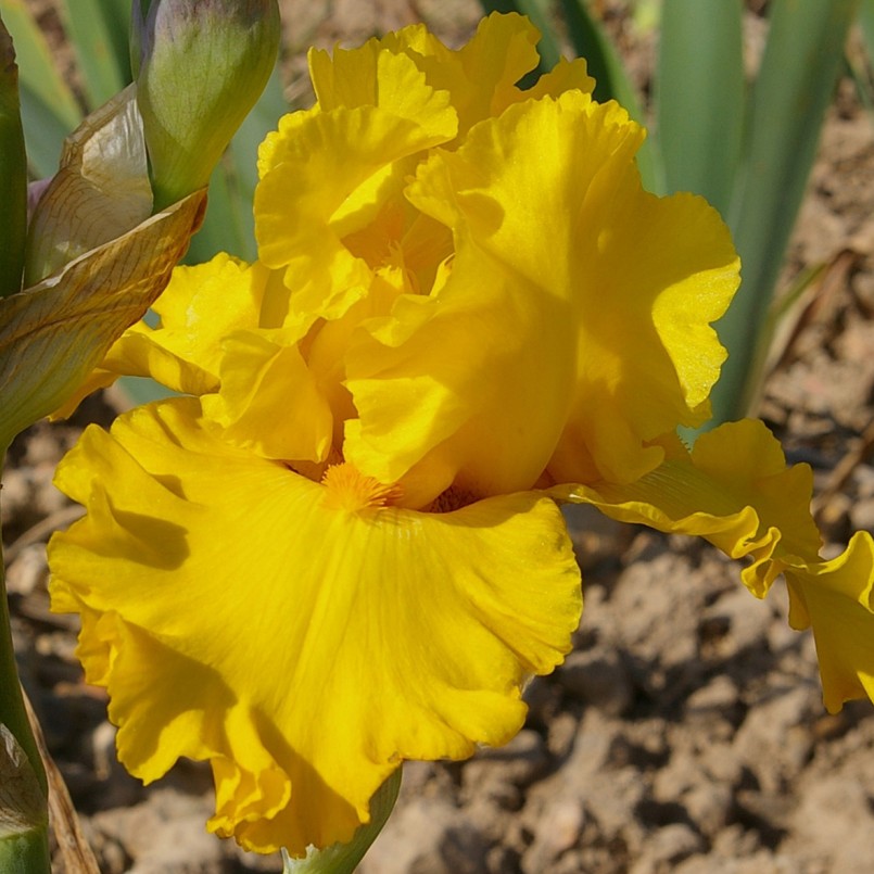 Iris germanica 'Pure as Gold'