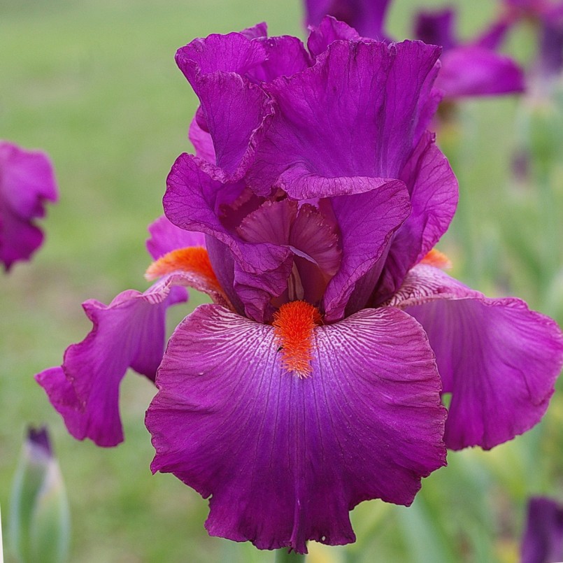 Iris germanica 'Rouge-Gorge'