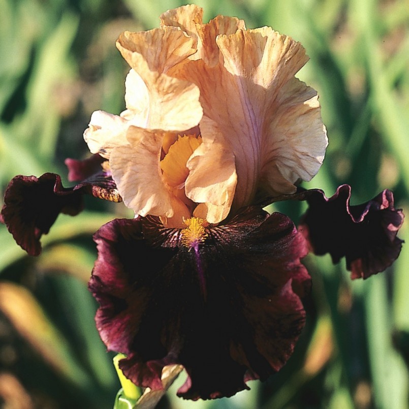 Iris germanica 'Rustic Royalty'