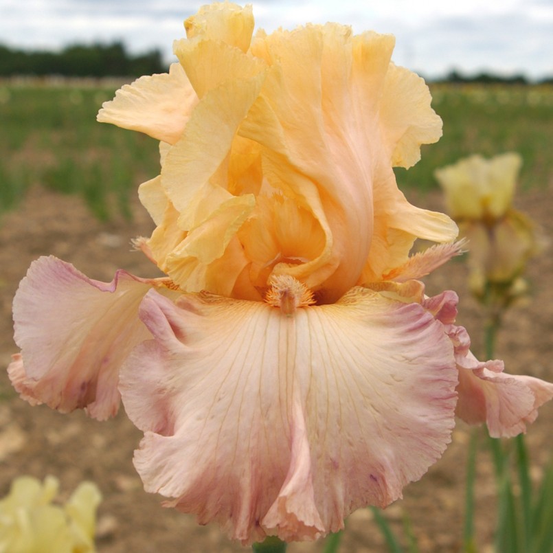 Iris germanica 'Tropical Delight'
