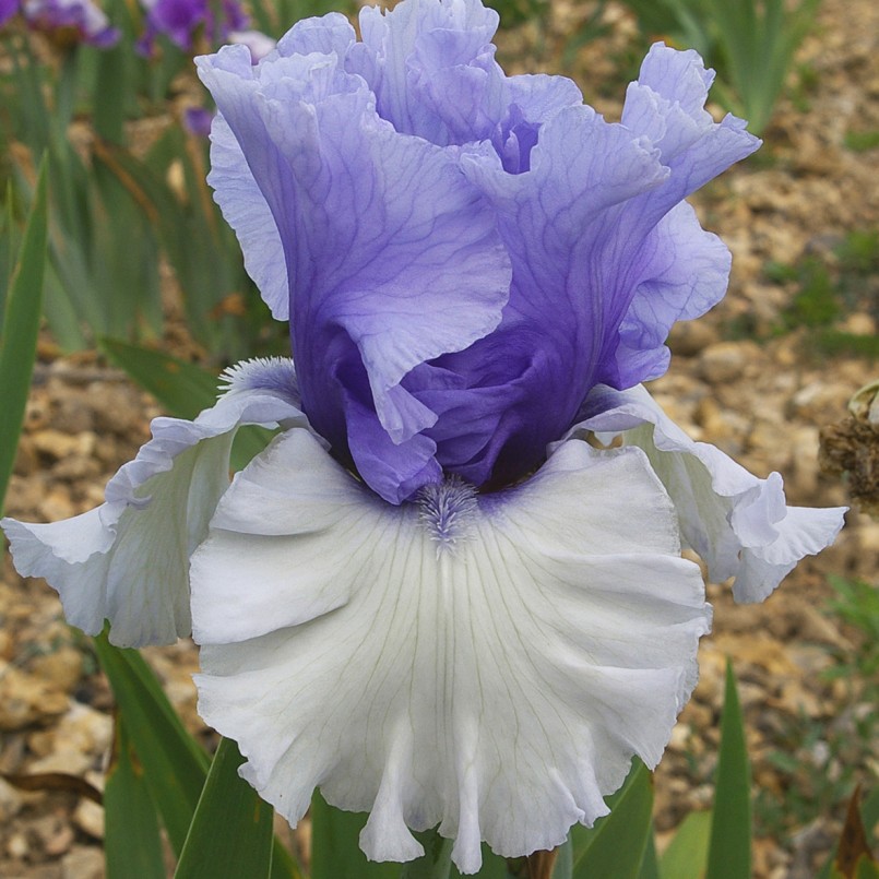 Iris germanica 'Wintry Sky'