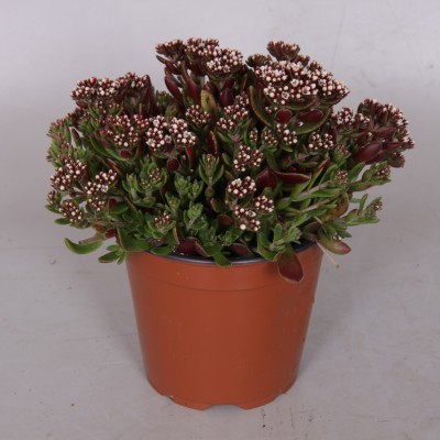 Crassula schmidtii 'Alpha'