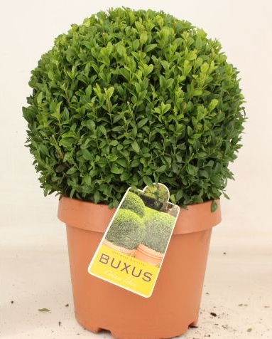 Buxus sempervirens