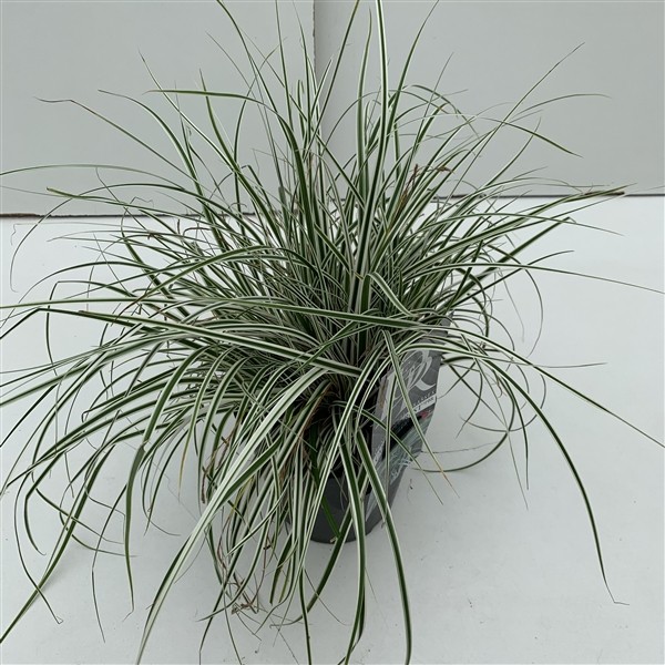 Carex hachijoensis 'Everest'
