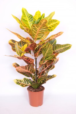 Codiaeum variegatum 'Excellent'