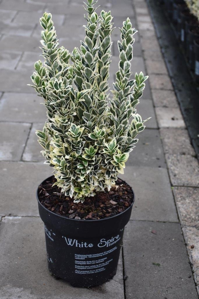 Euonymus 'White Spire'