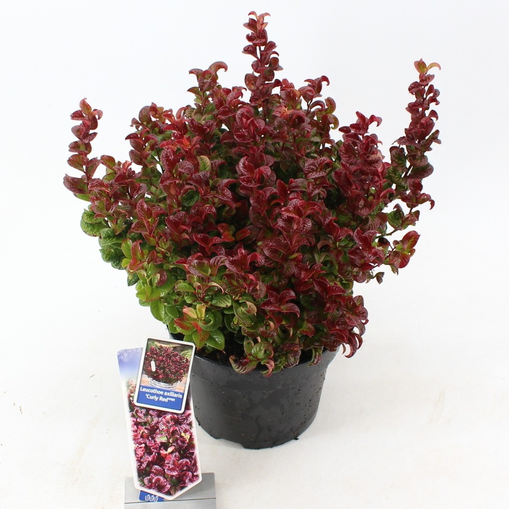 Leucothoe axillaris 'Curly Red'