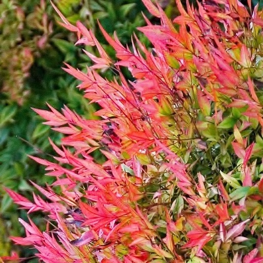 Nandina domestica 'Gulf Stream'