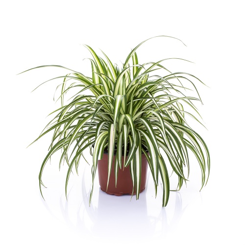 Chlorophytum comosum 'Variegata'