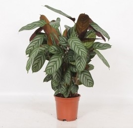 Calathea compactstar