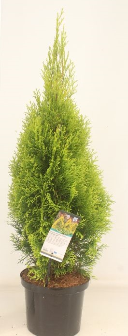 Thuja occidentalis 'Golden Smaragd'