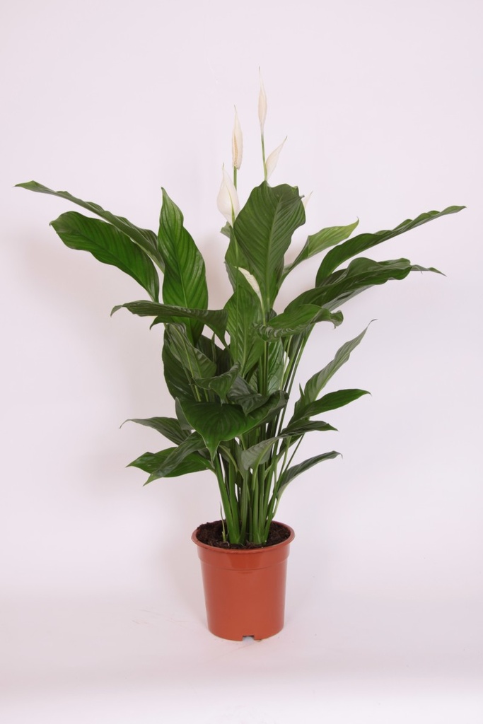 Spathiphyllum wallisii 'Sweet Lauretta'