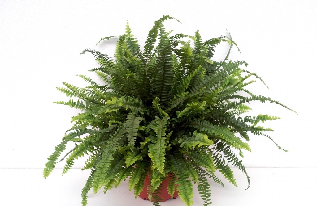 Nephrolepis exaltata 'Green Lady'