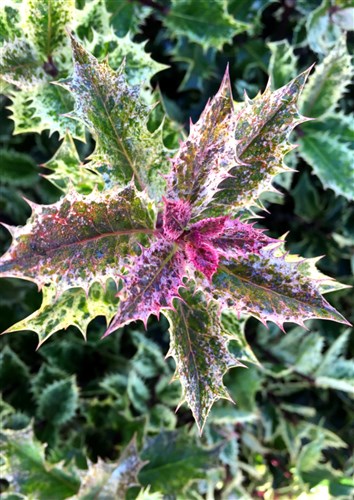 Ilex aquifolium 'Ingramii'